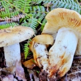 Russula badem: fotografija i opis